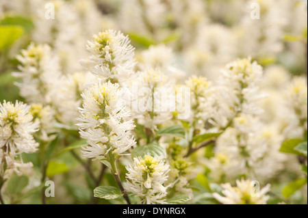 Display di grandi dimensioni da Fothergilla major di nuovi grandi fiori e cremoso fiore bianco mostra di primavera Foto Stock