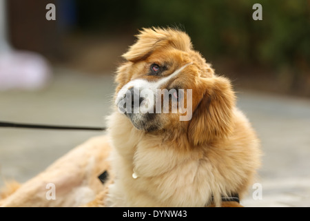 Dieci anni di mixed-allevati cane, salvato dalle strade di Varsavia, Polonia. Foto Stock