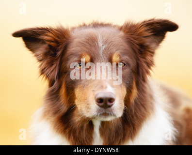 Brown Border Collie giacente al di fuori e guardando la telecamera. Foto Stock