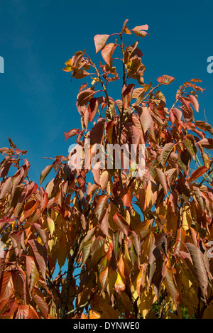Rossi, rosa e giallo verdognoli sulle foglie di una pianta ornamentale ciliegio in autunno Foto Stock