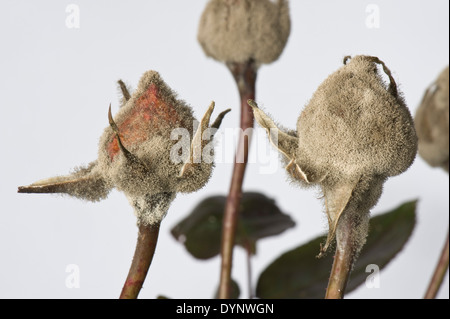 La muffa grigia, Botrytis cinerea, myclium sviluppo su glasshouse allevati rose boccioli di fiori Foto Stock