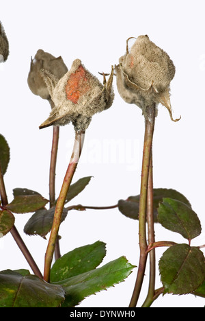 La muffa grigia, Botrytis cinerea, myclium sviluppo su glasshouse allevati rose boccioli di fiori Foto Stock