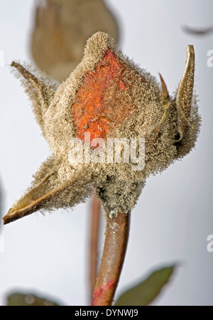 La muffa grigia, Botrytis cinerea, myclium sviluppo su glasshouse allevati rose boccioli di fiori Foto Stock