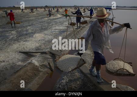 Lavoratori raccolto un sale agriturismo a Samut Songkhram, Thailandia, 23 aprile 2014. L'economia tailandese è previsto che la crisi con la Banca di Tailandia riducendo la crescita economica meteo al 2,7 per cento nel 2014. Credito: Arthur Jones Dionio/Alamy Live News Foto Stock