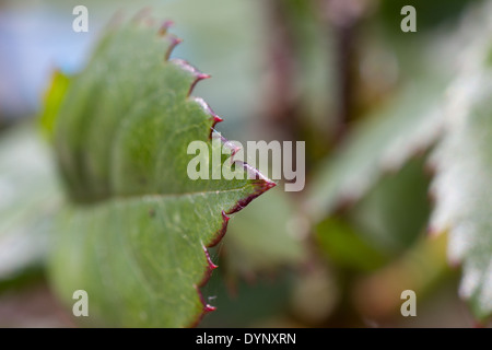 Vista laterale di dentellate di verde e rosa rossa foglie Foto Stock