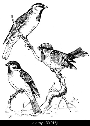 3 passeri (Passer ammodendri, Passer Italiae, Passer domesticus), Illustrazione da enciclopedia sovietica, 1929 Foto Stock