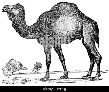 Dromedario, cammello arabo, Indian camel (Camelus dromedarius), Illustrazione da enciclopedia sovietica, 1928 Foto Stock