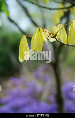 Aesculus hippocastanum 'Hampton Court Oro'. Ippocastano 'Hampton Court Oro' foglie giovani apertura nel mese di aprile Foto Stock