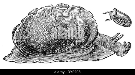 Mare depilatoria lepre (Aplysia depilans), Illustrazione da enciclopedia sovietica, 1927 Foto Stock
