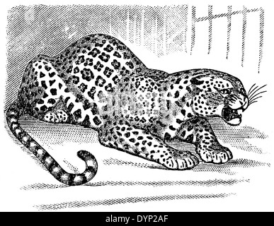 Leopard (Panthera pardus), Illustrazione da enciclopedia sovietica, 1926 Foto Stock