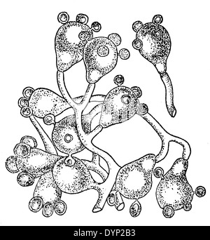 Basidium, illustrazione da enciclopedia sovietica, 1926 Foto Stock