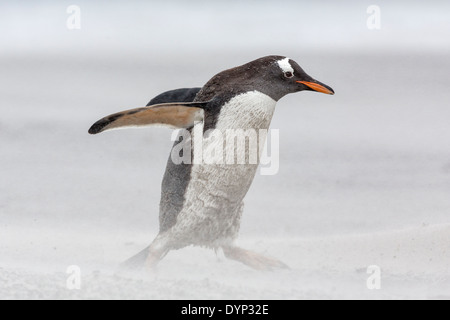 Pinguino Gentoo a piedi nella tempesta di sabbia Foto Stock