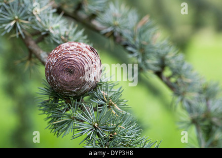 Cedrus atlantica pigna. Atlas cedro. Foto Stock