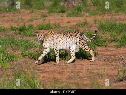 Cheetah, l'Okonjima, Namibia Foto Stock