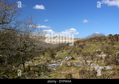 Wistman il legno guardando verso un Tor su Alta in Dartmoor Devon Foto Stock