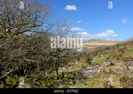 Wistman il legno guardando verso un Tor su Alta in Dartmoor Devon Foto Stock