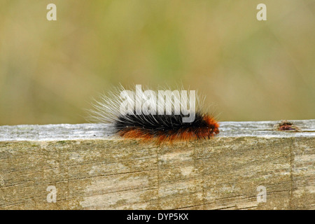 Giardino Tiger Moth (Arctia caja) - caterpillar o larva. Foto Stock
