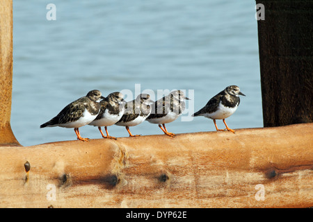 Turnstones (Arenaria interpres) - sono ' appollaiati sulla struttura di frangionde o groyne. Foto Stock