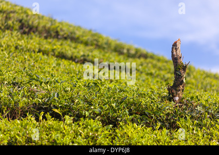 Tè (Camellia sinensis) boccole sulla piantagione di tè vicino Ciwidey, West Java, Indonesia Foto Stock