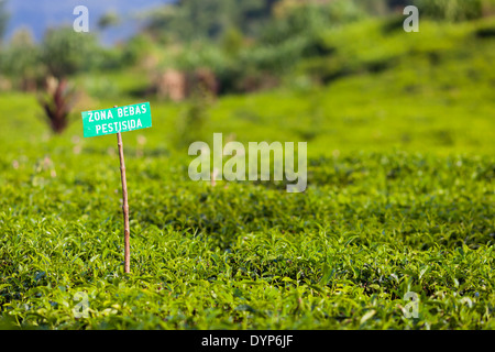 Tè (Camellia sinensis) boccole sulla piantagione di tè e la scheda per informare che la zona è libera di antiparassitari Foto Stock