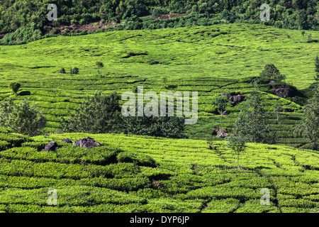 Righe di tè (Camellia sinensis) boccole sulla piantagione di tè vicino Ciwidey, West Java, Indonesia Foto Stock