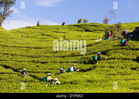 La gente la raccolta del tè (Camellia sinensis) sulla piantagione di tè vicino Ciwidey, West Java, Indonesia Foto Stock