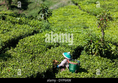 La donna la raccolta di tè (Camellia sinensis) sulla piantagione di tè vicino Ciwidey, West Java, Indonesia Foto Stock