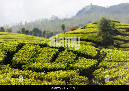 Tè (Camellia sinensis) boccole sulla piantagione di tè vicino Ciwidey, West Java, Indonesia Foto Stock