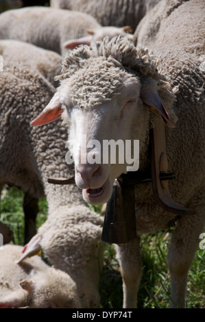 Ritratto di una coppia di pecore con una campana intorno al suo collo, uno di un gregge al pascolo un ripido pascolo alto nel Vercors Parco Regionale. La Drôme, Francia. Foto Stock