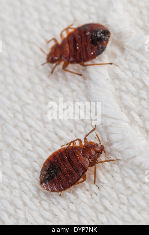 Cimici del letto (Lepinotus reticulatus) delineando una specie di peste, su un letto ricamata foglia, Spagna Foto Stock