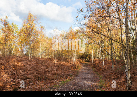 Percorso del bosco attraverso argento di betulle in luminosi colori autunnali con brown bracken a Frensham Pond, Surrey, Regno Unito Foto Stock