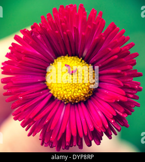 Ripresa macro di fiori viola.Il fuoco selettivo nel mezzo del fiore Foto Stock