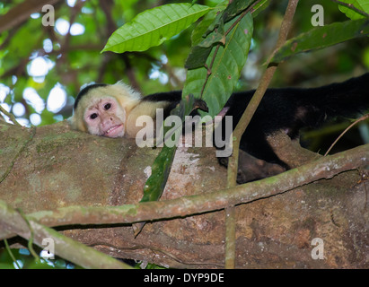 Un bianco di fronte-scimmie cappuccino (Cebus capucinus) appoggiato su un ramo in pioggia-foresta. Costa Rica. Foto Stock