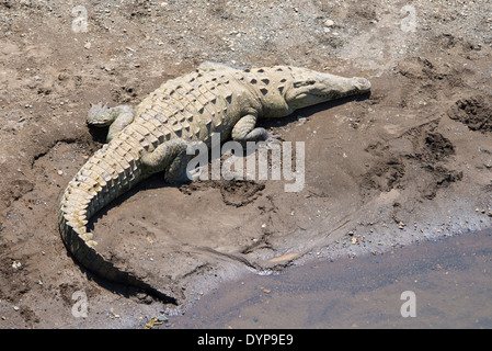 Un coccodrillo gigante (Crocodylus acutus) poggiano sulle rive del Rio Tarcoles. Costa Rica. Foto Stock