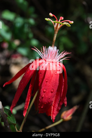 Close-up di un rosso fiore della passione (Passiflora vitifolia). Monteverde in Costa Rica. Foto Stock