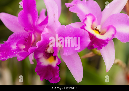 Cattleya orchid, Santa Barbara Orchid station wagon, Santa Barbara, California, Stati Uniti d'America Foto Stock