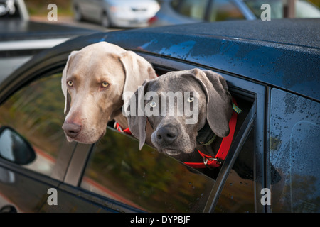 Due cani Weimaraner guardando fuori della finestra auto in parcheggio Foto Stock