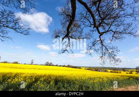 Il giallo intenso dei fiori di un campo di colza contro il cielo blu, St Albans, Hertfordshire, Inghilterra, Regno Unito. Foto Stock