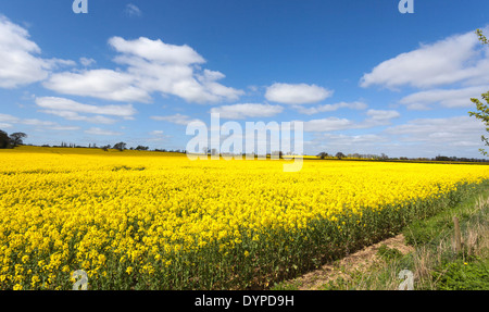 Il giallo intenso dei fiori di un campo di colza contro il cielo blu, St Albans, Hertfordshire, Inghilterra, Regno Unito. Foto Stock