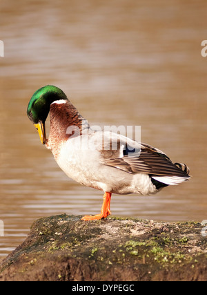 Ritratto verticale di Mallard, Anas platyrhynchos. Piumaggio maschile adulti vicino all'acqua. Foto Stock