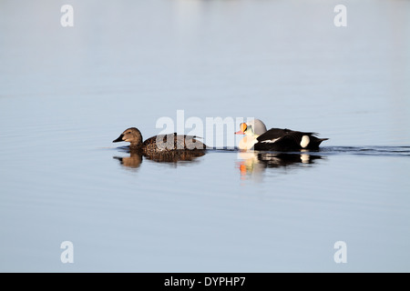 Re Eider, Somateria spectabilis, coppia nuoto insieme Foto Stock