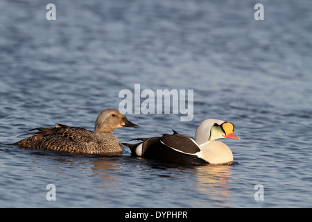 Re Eider, Somateria spectabilis, coppia nuoto insieme Foto Stock