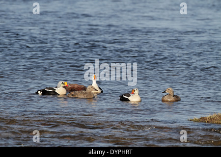 Re Eider, Somateria spectabilis, gruppo in acqua con il display Foto Stock