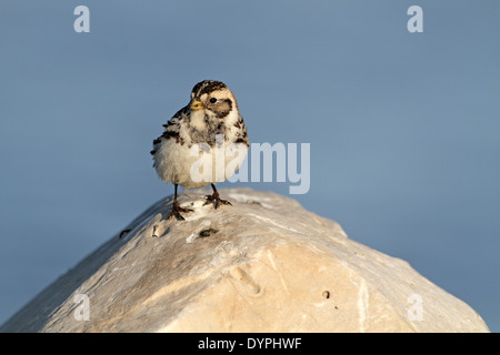 Lapland Longspur (Bunting), Calcarius lapponicus, femmina su un terreno di coltura Foto Stock