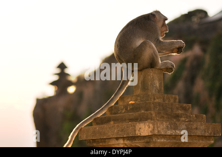 Le scimmie lungo le scogliere accanto all'Ulu Watu tempio Pura Luhur. Bali. Uluwatu Temple è un tempio indù impostato sulla scogliera in banca Foto Stock