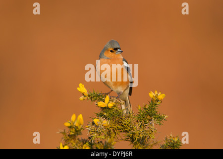 Maschio di fringuello, nome latino Fringilla coelebs, arroccato su una fioritura gorse bush in Early Morning Light Foto Stock