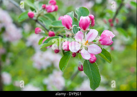 Cambridge, Regno Unito. Il 24 aprile 2014. Il 24 aprile 2014. Apple Blossom entra in piena fioritura a Manning di frutta agriturismo vicino a Cambridge Regno Unito. Il frutteto è uno degli ultimi frutteti commerciali nella zona di Cambridge, coltivazione di mele, prugne, pere, albicocche e una gamma di altri frutti. Le goccioline di acqua può essere visto sulla petali dal recente incantesimo di aprile docce come agricoltori speranza per gelate tardive che potrebbero danneggiare i paesi in via di sviluppo il raccolto di frutta. Credito: Julian Eales/Alamy Live News Foto Stock