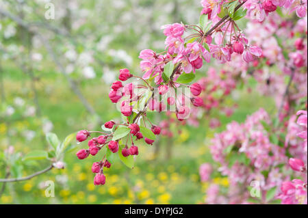 Cambridge, Regno Unito. Il 24 aprile 2014. Il 24 aprile 2014. Apple Blossom entra in piena fioritura a Manning di frutta agriturismo vicino a Cambridge Regno Unito. Il frutteto è uno degli ultimi frutteti commerciali nella zona di Cambridge, coltivazione di mele, prugne, pere, albicocche e una gamma di altri frutti. Le goccioline di acqua può essere visto sulla petali dal recente incantesimo di aprile docce come agricoltori speranza per gelate tardive che potrebbero danneggiare i paesi in via di sviluppo il raccolto di frutta. Credito: Julian Eales/Alamy Live News Foto Stock