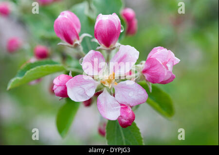 Cambridge, Regno Unito. Il 24 aprile 2014. Il 24 aprile 2014. Apple Blossom entra in piena fioritura a Manning di frutta agriturismo vicino a Cambridge Regno Unito. Il frutteto è uno degli ultimi frutteti commerciali nella zona di Cambridge, coltivazione di mele, prugne, pere, albicocche e una gamma di altri frutti. Le goccioline di acqua può essere visto sulla petali dal recente incantesimo di aprile docce come agricoltori speranza per gelate tardive che potrebbero danneggiare i paesi in via di sviluppo il raccolto di frutta. Credito: Julian Eales/Alamy Live News Foto Stock