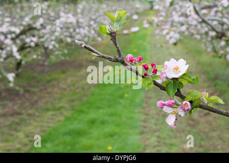 Cambridge, Regno Unito. Il 24 aprile 2014. Il 24 aprile 2014. Apple Blossom entra in piena fioritura a Manning di frutta agriturismo vicino a Cambridge Regno Unito. Il frutteto è uno degli ultimi frutteti commerciali nella zona di Cambridge, coltivazione di mele, prugne, pere, albicocche e una gamma di altri frutti. Le goccioline di acqua può essere visto sulla petali dal recente incantesimo di aprile docce come agricoltori speranza per gelate tardive che potrebbero danneggiare i paesi in via di sviluppo il raccolto di frutta. Credito: Julian Eales/Alamy Live News Foto Stock